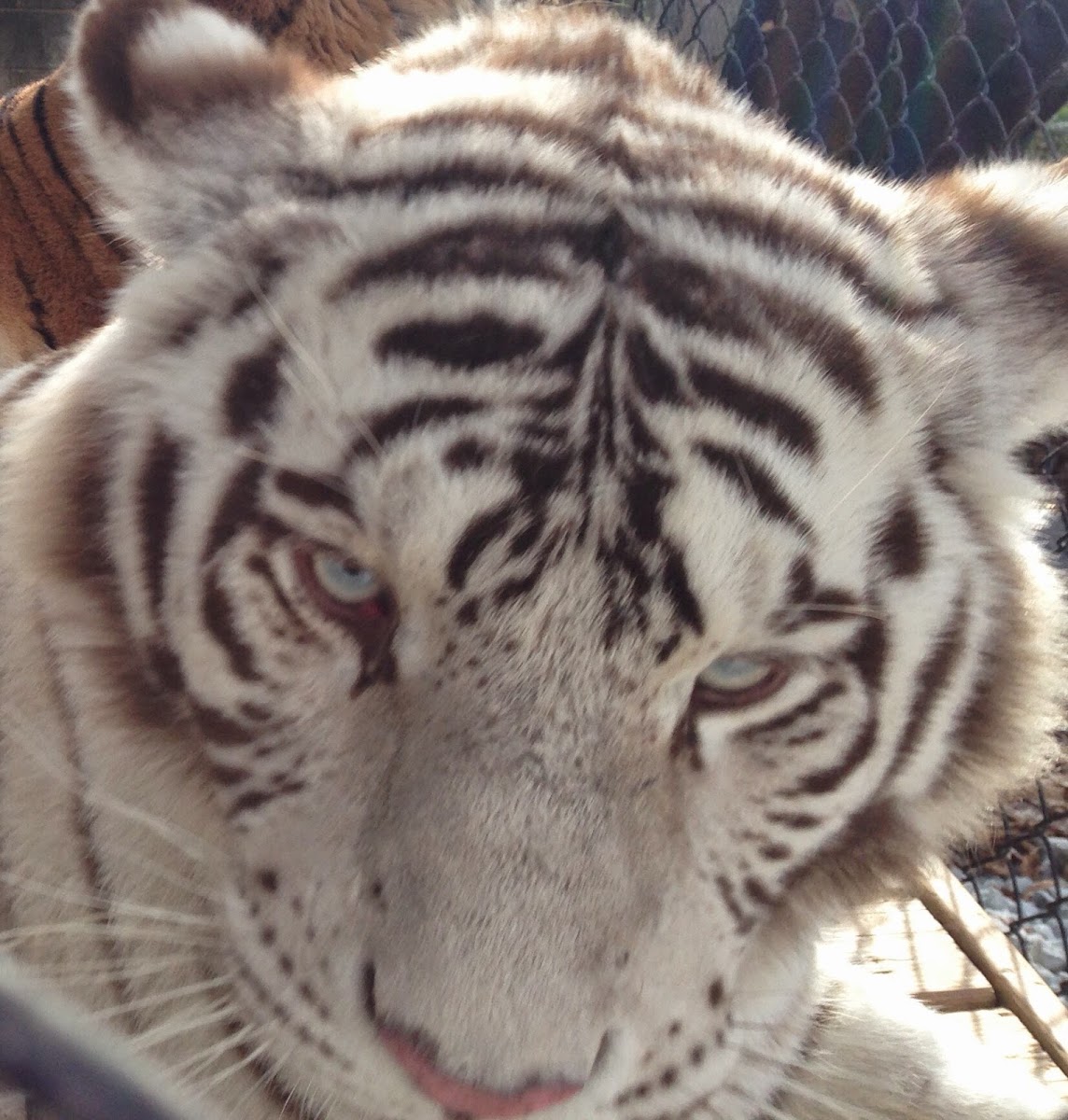 Plumpton Park Zoo