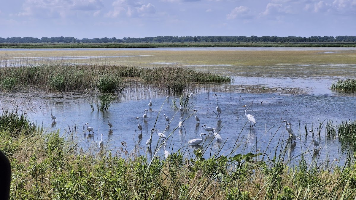 Quivira National Wildlife Refuge