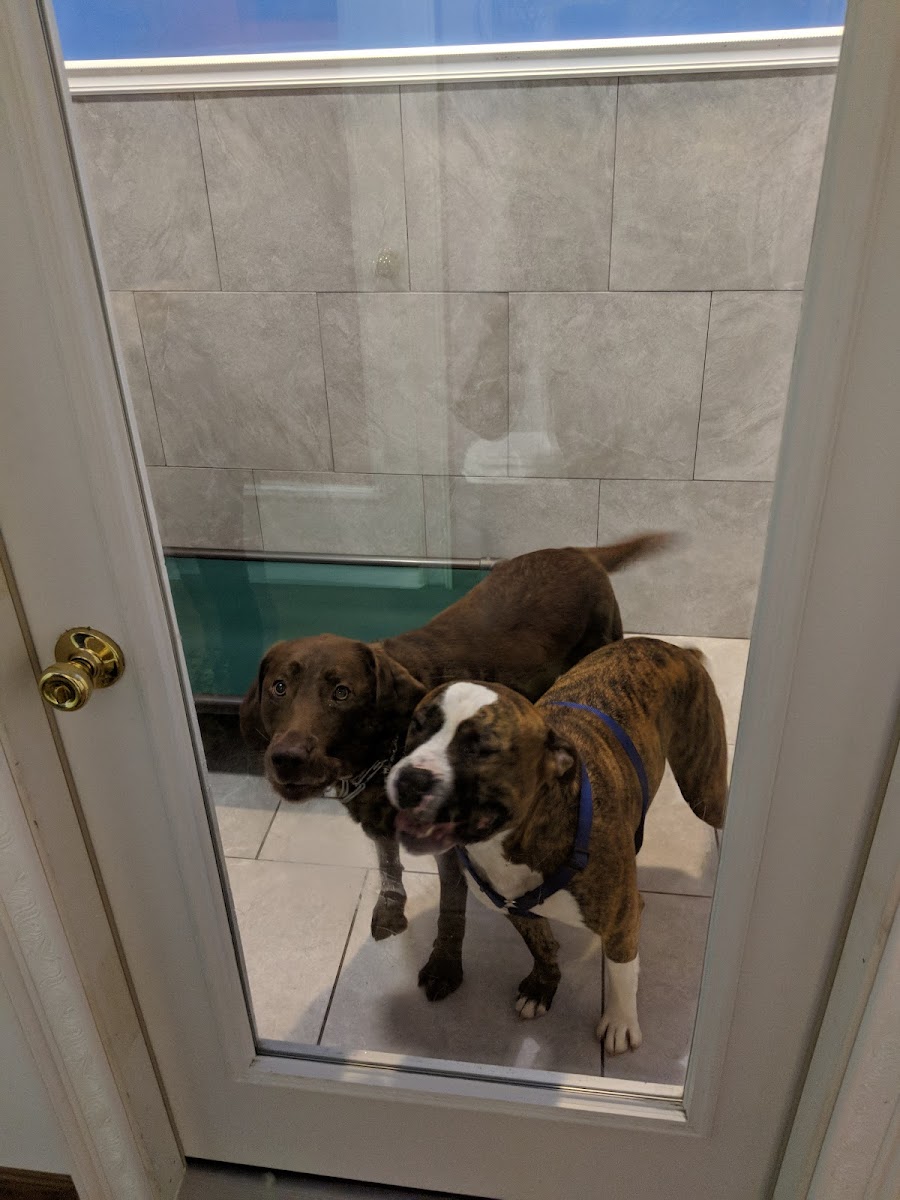 Puppy Paradise