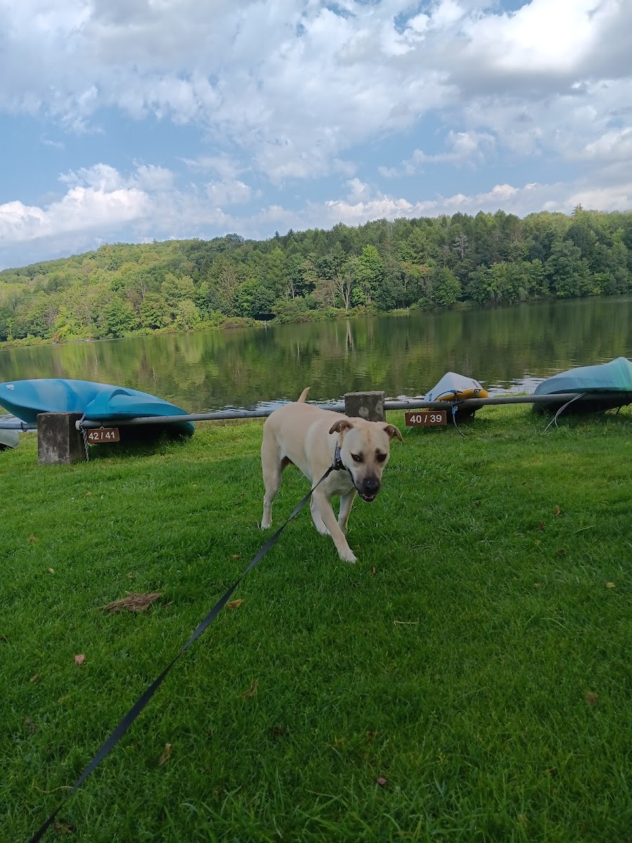 Puppy Paradise photo 2