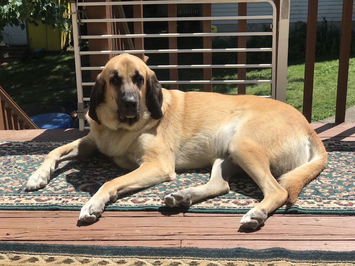 Puppy Paradise photo 3