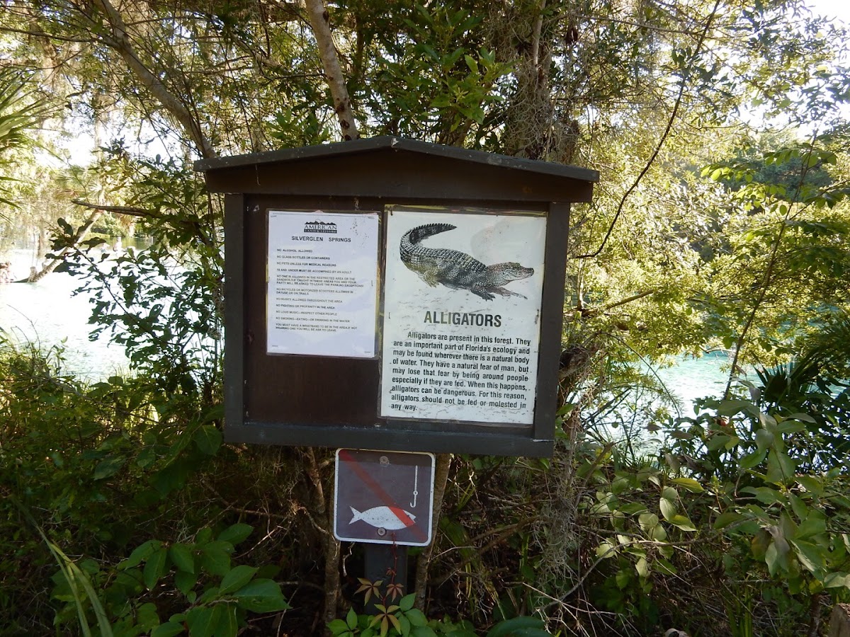 Silver Glen Springs