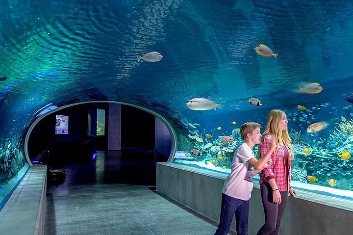 OdySea Aquarium