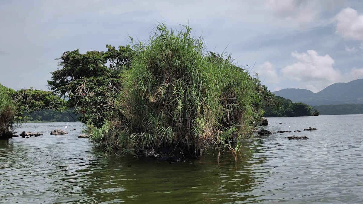 Isla de las Garzas