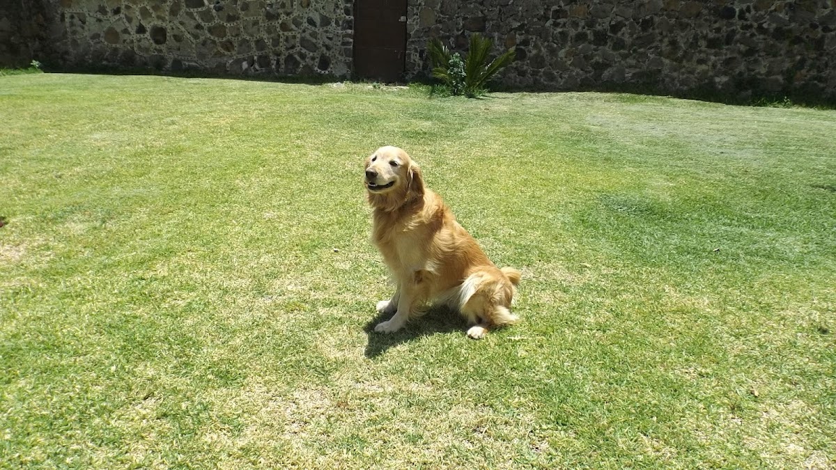 BEST FRIENDS DOG RESORT