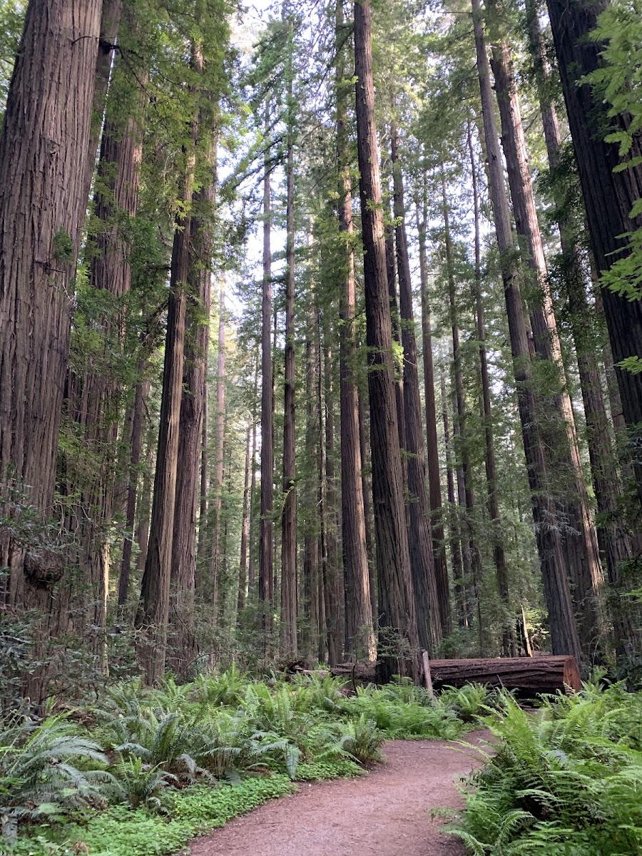 Founders Grove