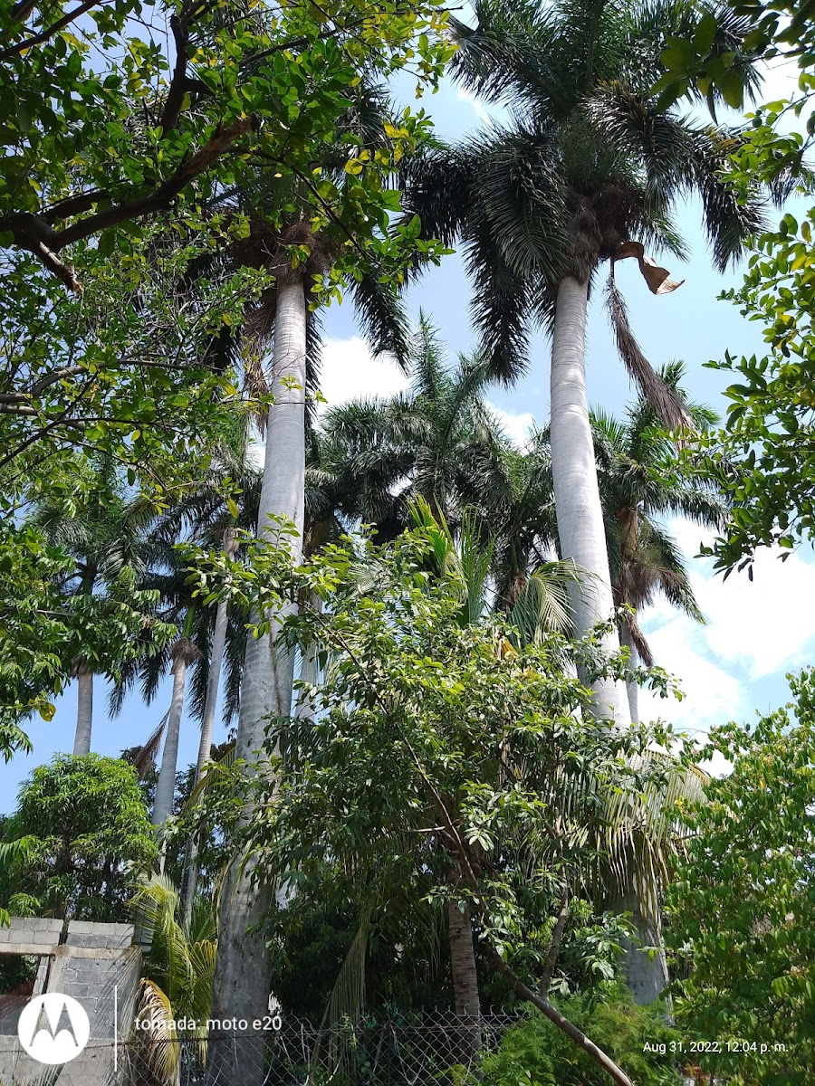 Jardin Las Palmas photo 3