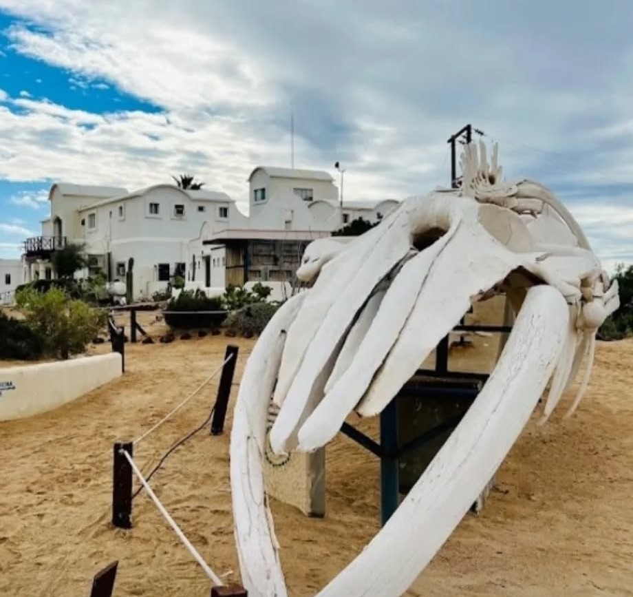 The Seashell Museum at CEDO