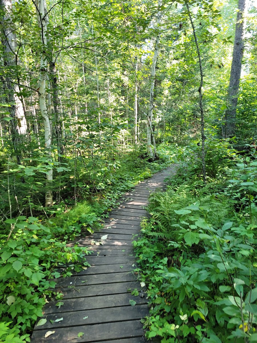 Falcon Creek Trail