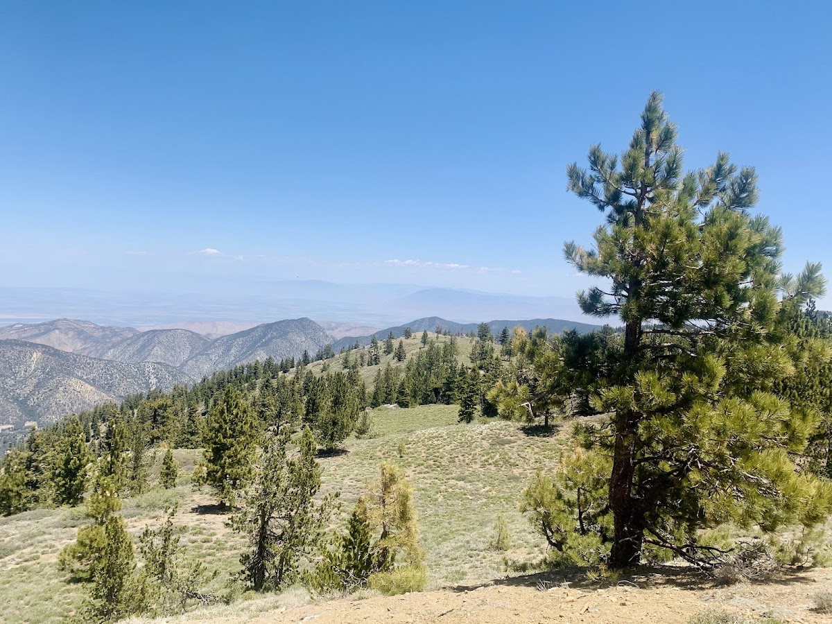 Mt Pinos