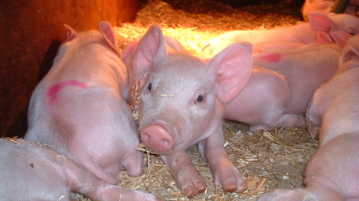 Hardy's Animal Farm