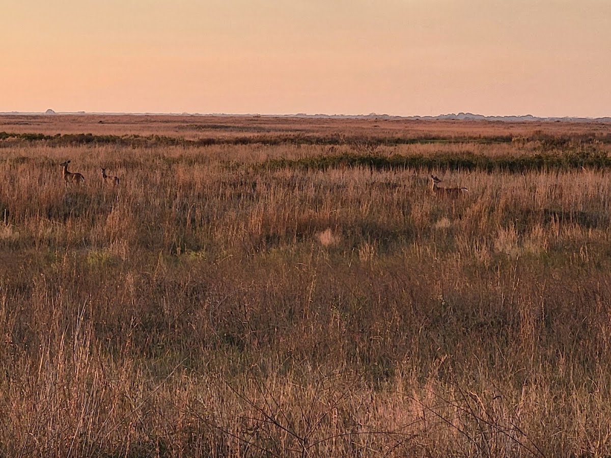 Attwater Prairie Chicken National Wildlife Refuge