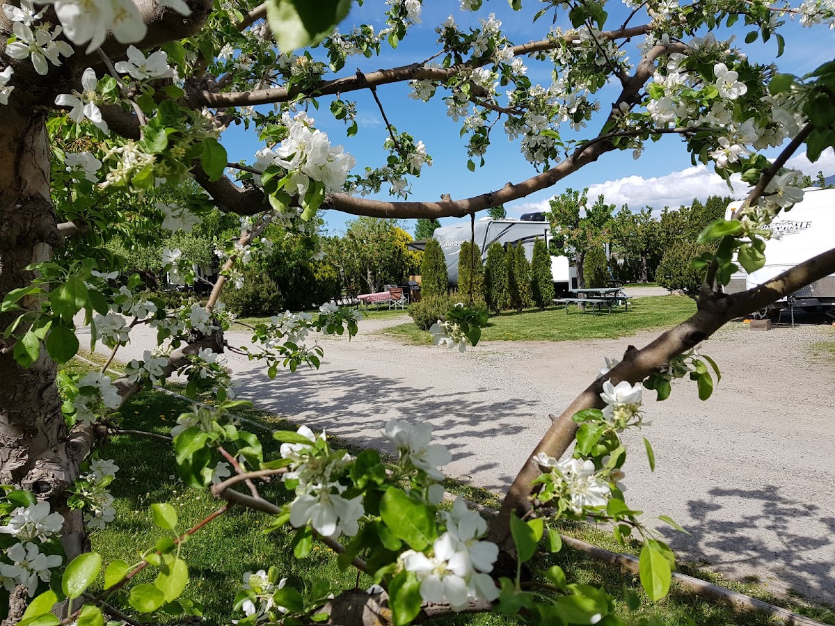 The Orchard at Oliver photo 3
