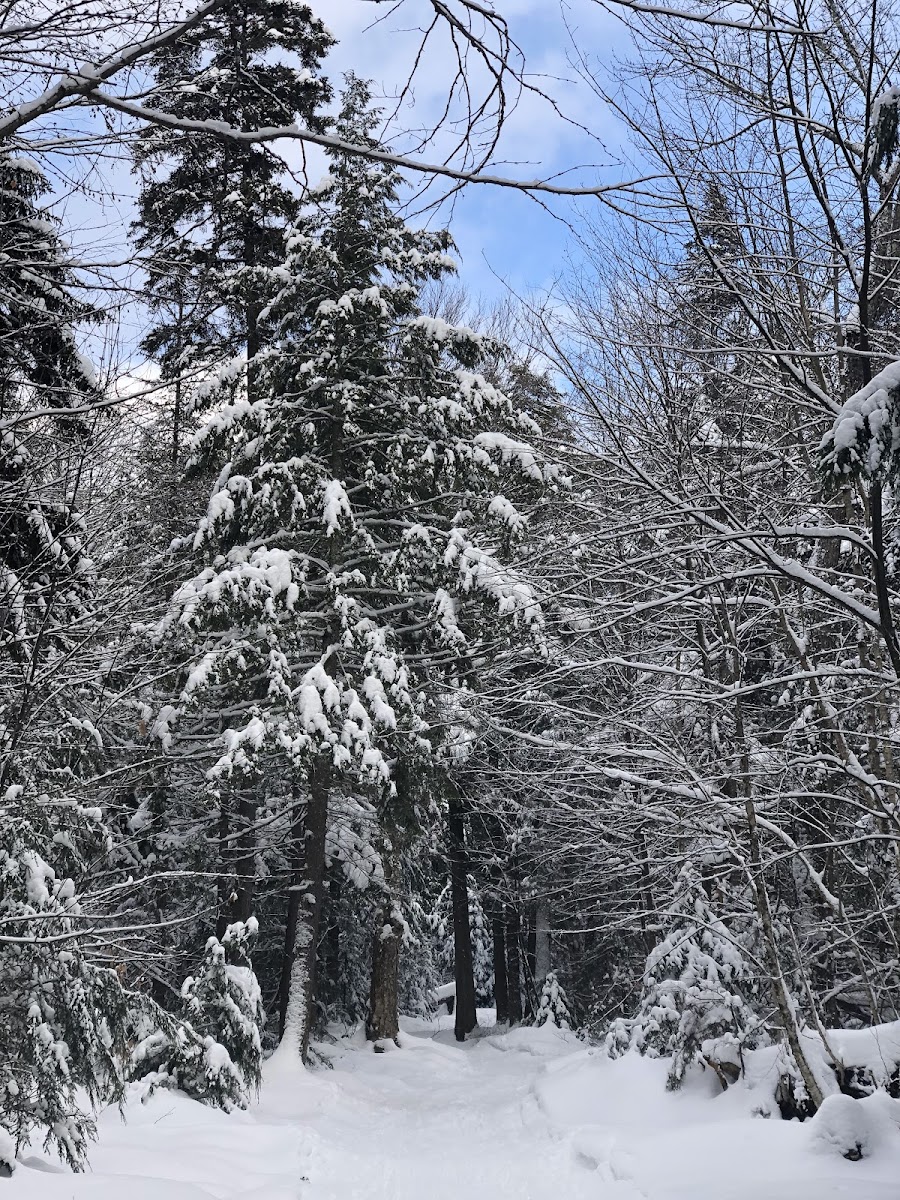 Ole's Cross Country Ski Center photo 3