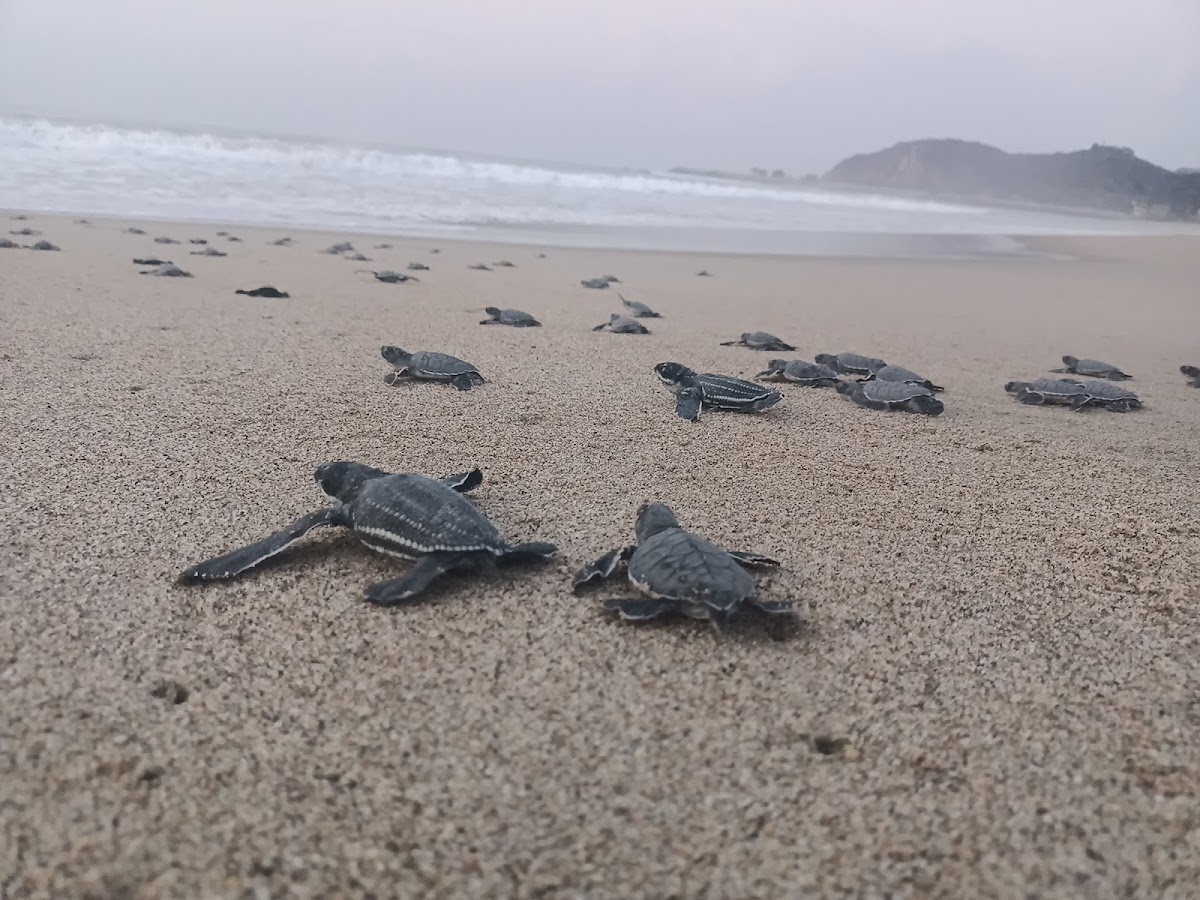 Campamento Tortuguero Bahía de Chacahua