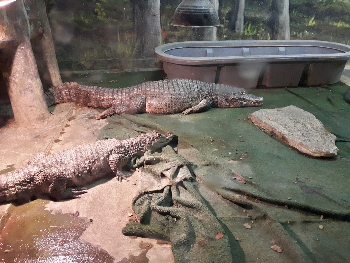 Westman Reptile Gardens