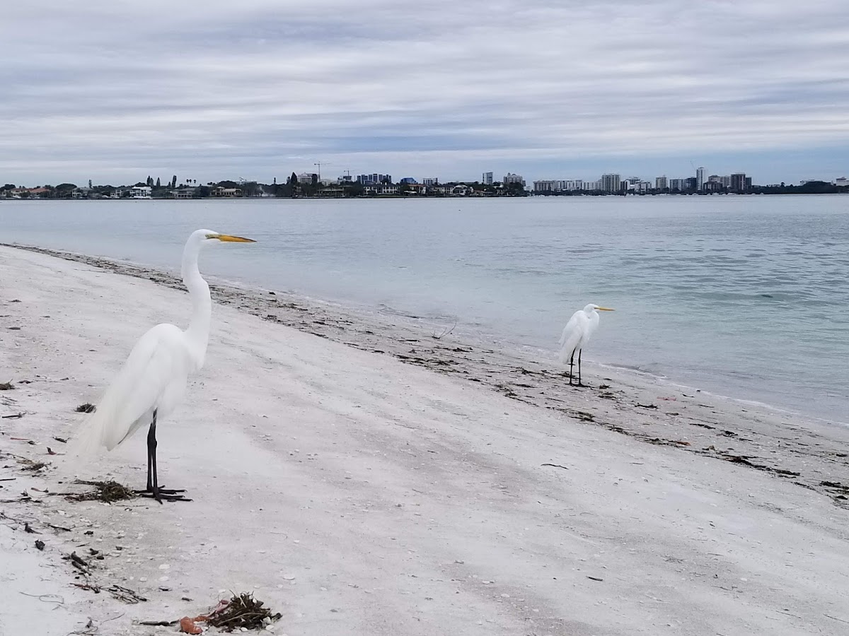 Sarasota Sands Resort photo 3