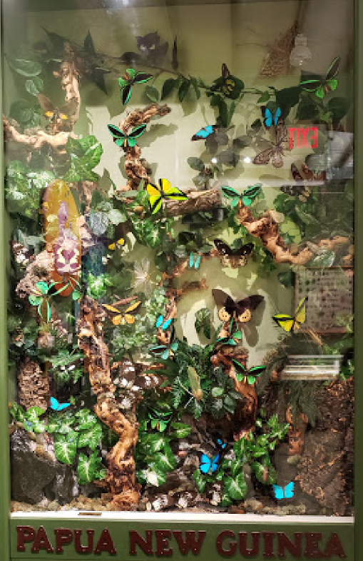 Insectropolis