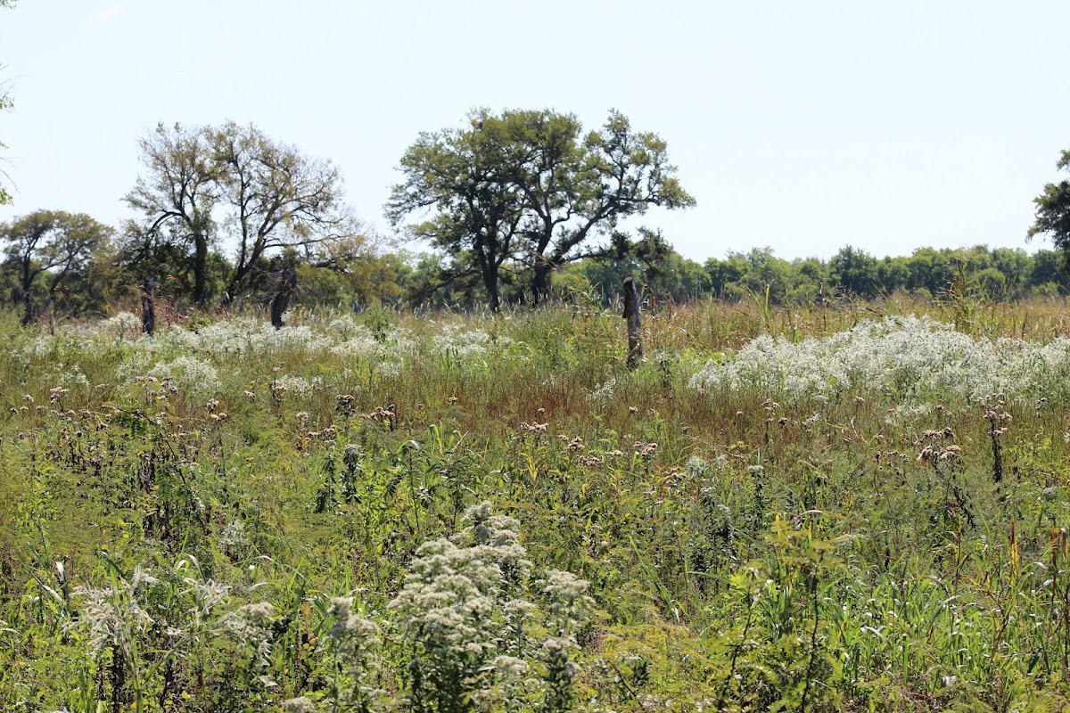 Clymer Meadow Preserve