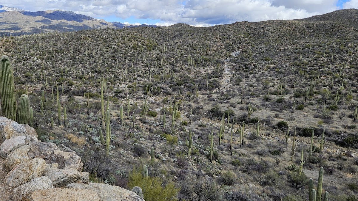Saguaro Wilderness