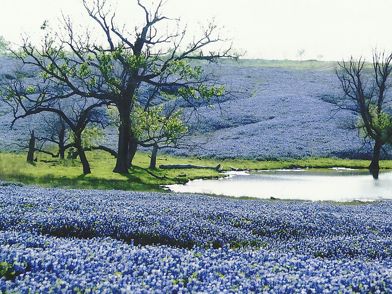 Ennis Bluebonnet Trails (an April driving route)