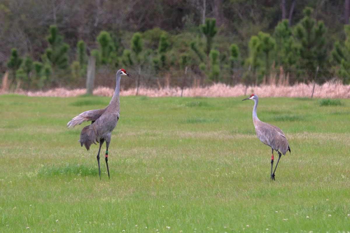Mississippi Sandhill Crane National Wildlife Refuge Admin Bldg & Visitor Contact Station