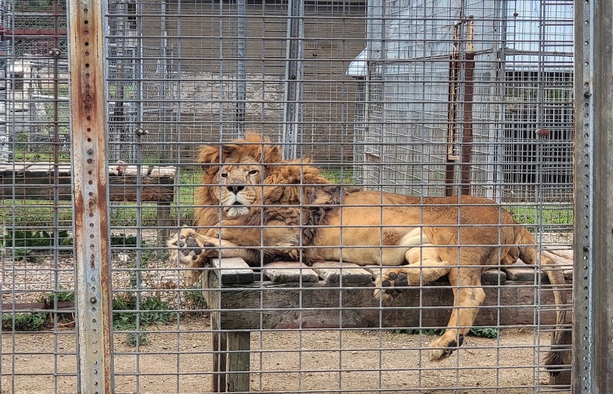 Animal Haven Farm Zoo