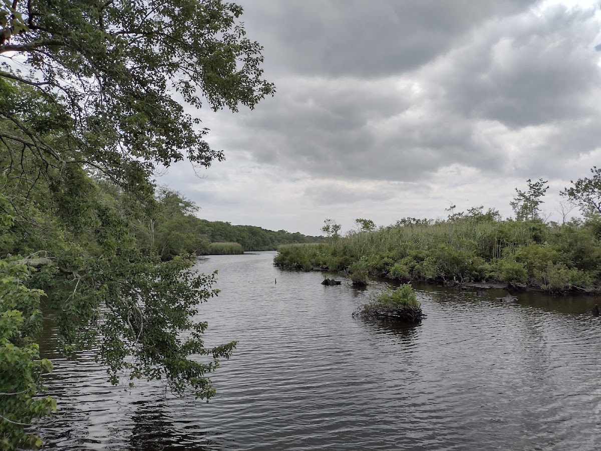 Wertheim National Wildlife Refuge