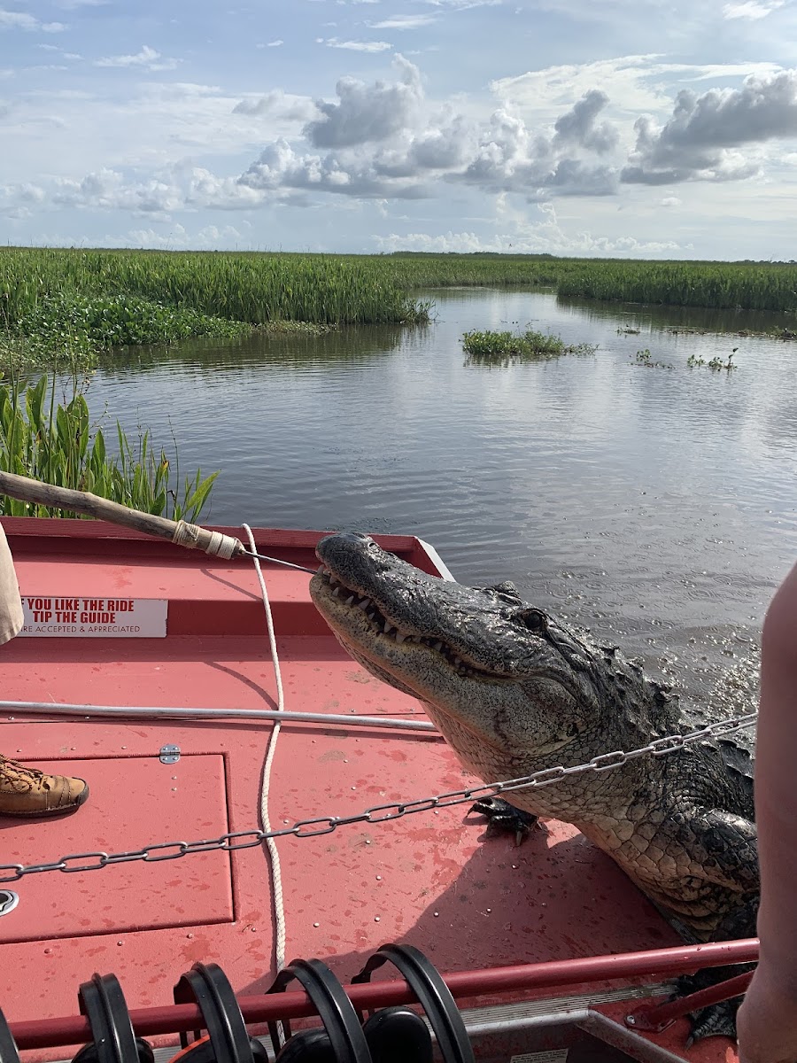 New Orleans Airboat Tours, LLC