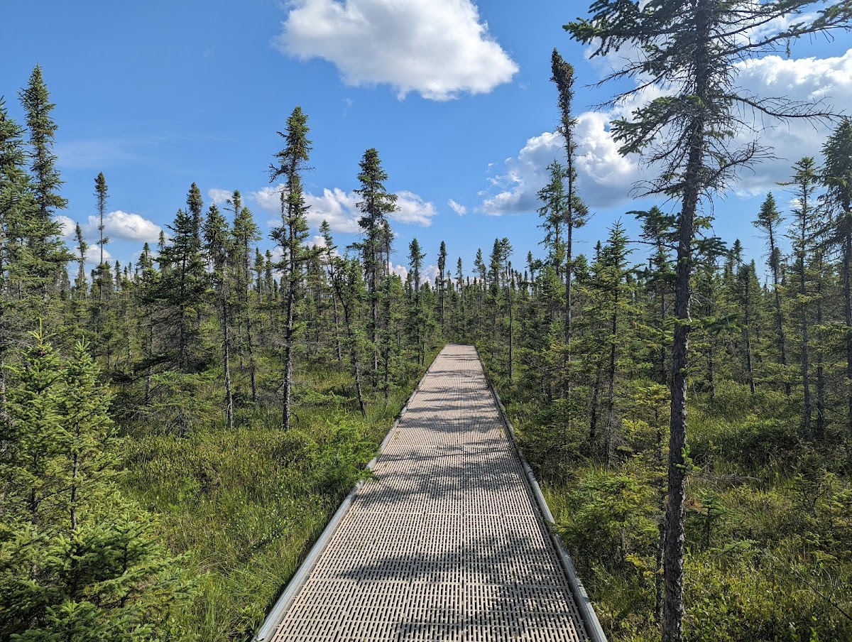 Big Bog State Recreation Area Boardwalk