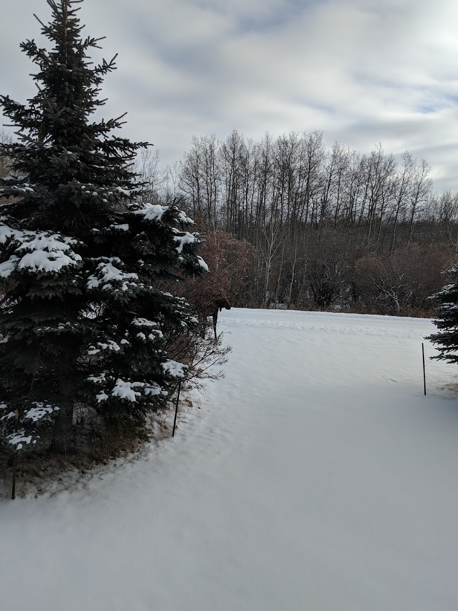Bearspaws Mountain Lodge photo 2