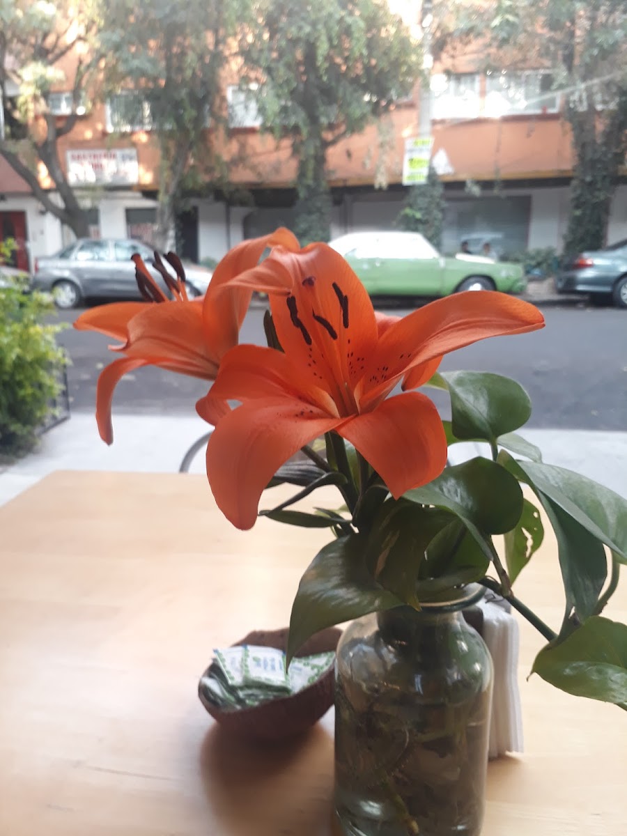 SUITES CONDESA photo 3