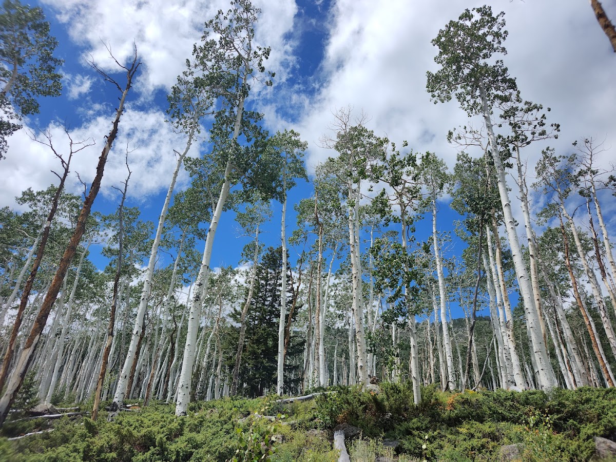 Pando Aspen Tree
