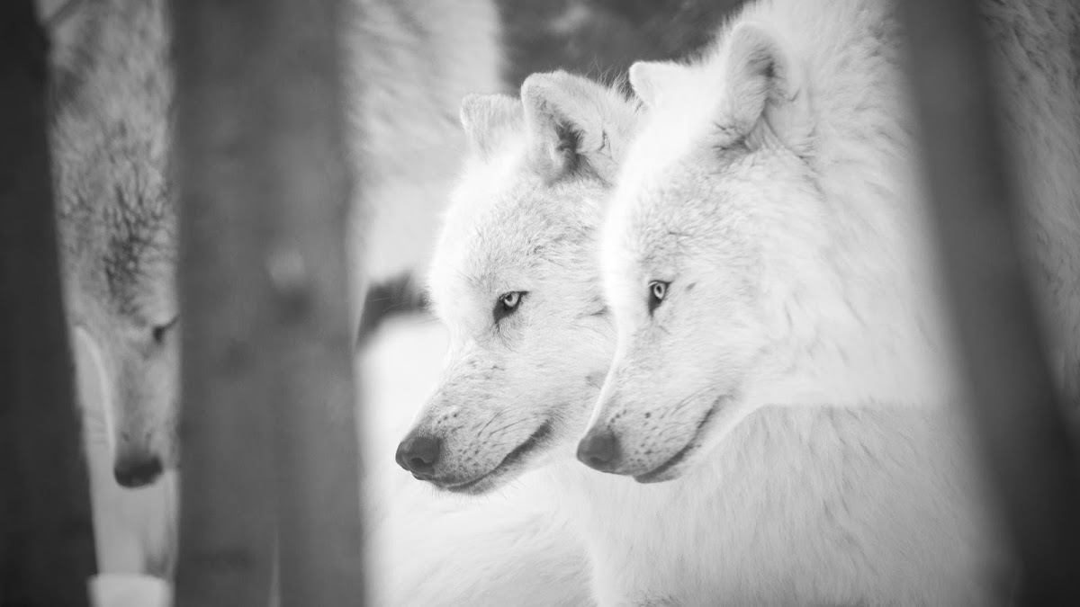 Parc Mahikan, les loups du Nord