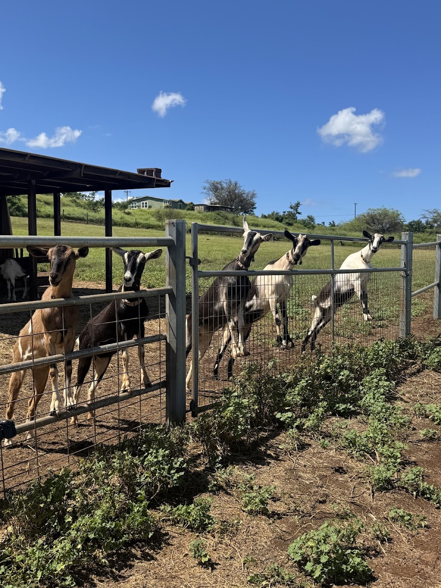 Surfing Goat Dairy