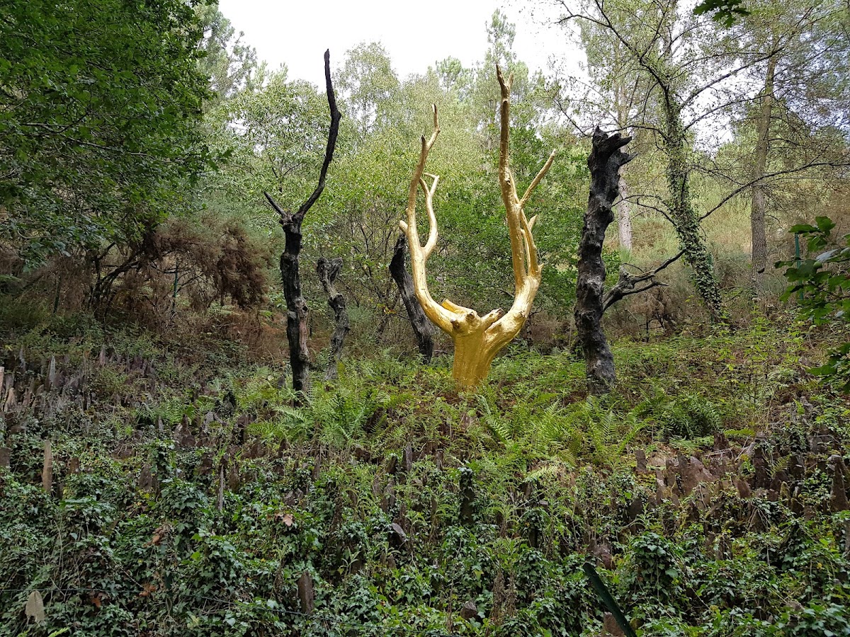 Brocéliande Forest