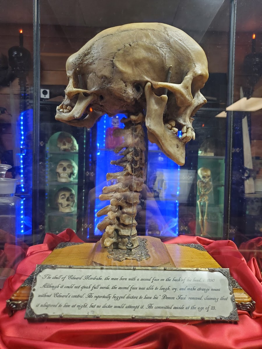 Abby Normal’s Museum of the Strange