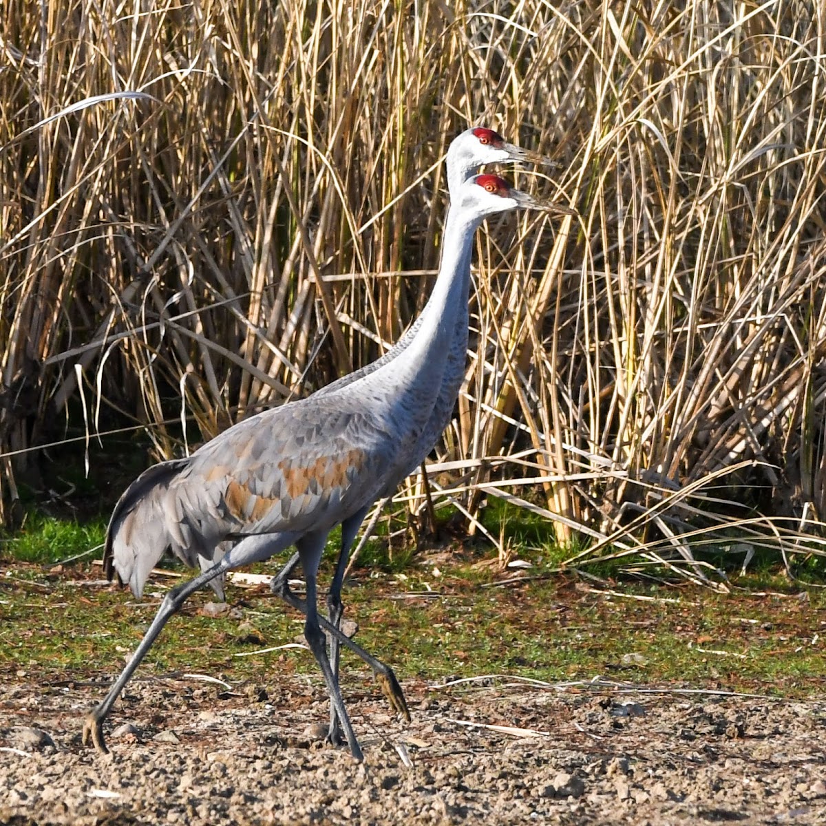 Hiwassee Wildlife Refuge