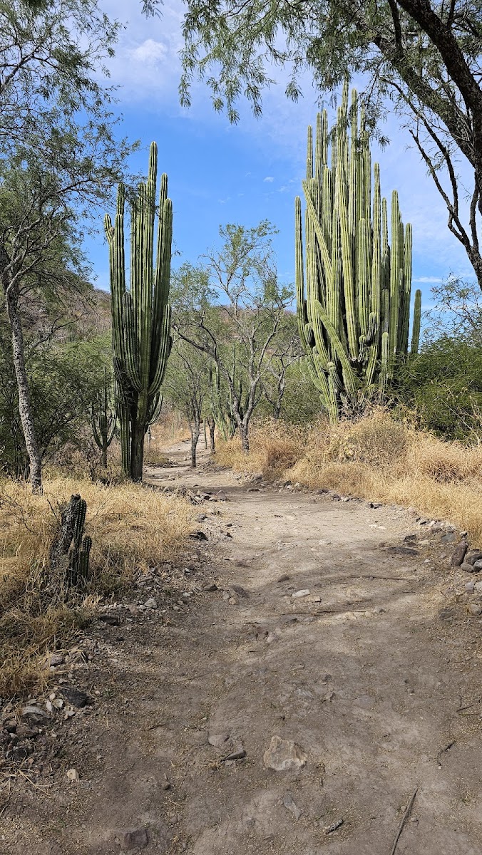 Zona Arqueológica Las Ventanas