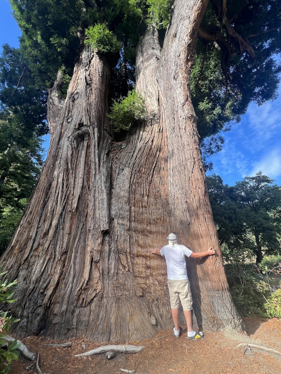 The grandfather tree