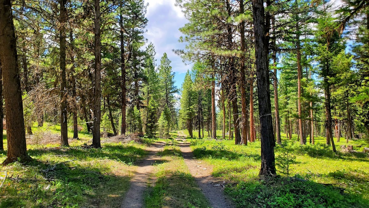 Lubrecht Experimental Forest