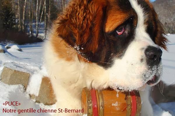 Le Boisé du Lac photo 2