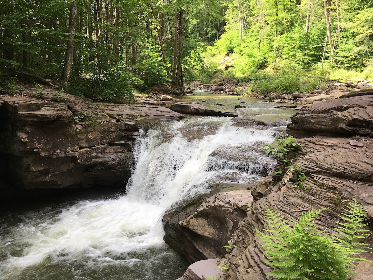 Loyalsock State Forest