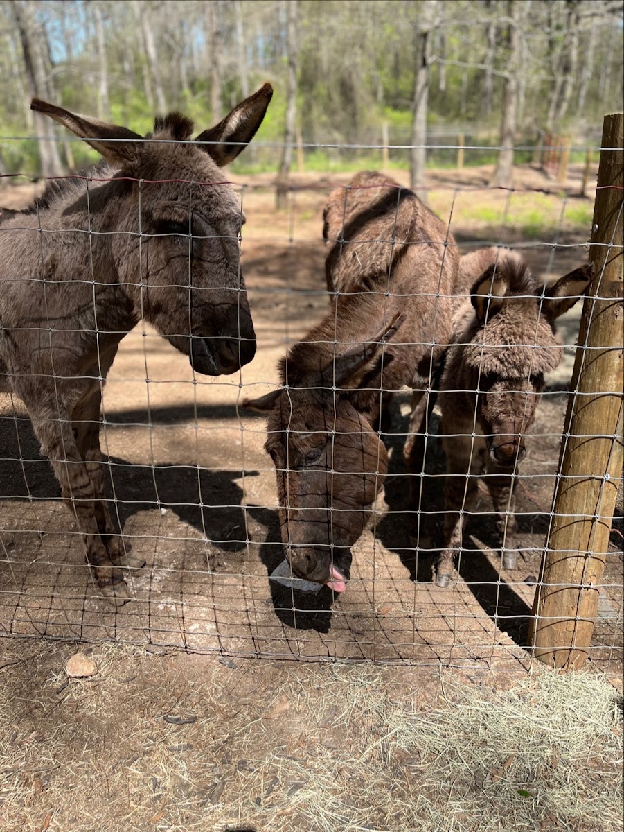 Ballyhoo Petting Zoo