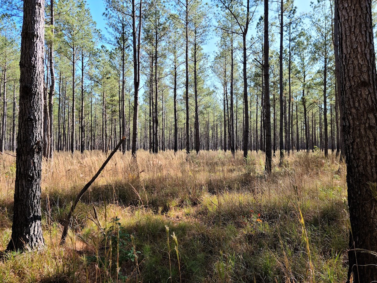 Big Woods Wildlife Management Area