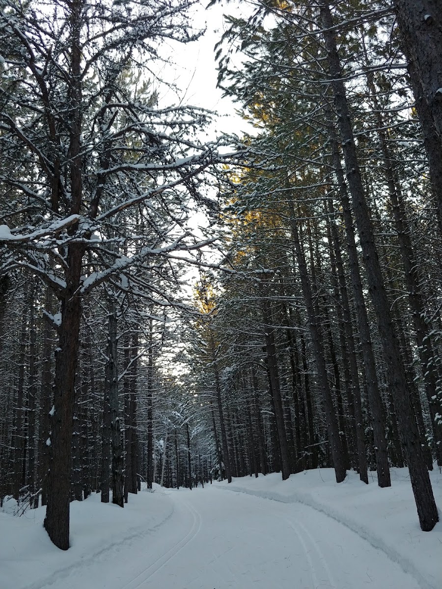 Temiskaming Nordic Ski Club