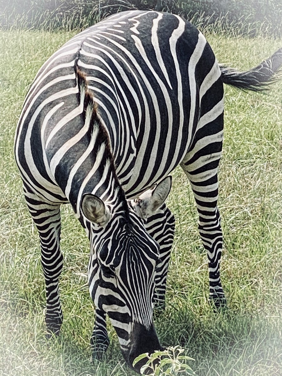 Busy B Ranch Wildlife Park, LLC