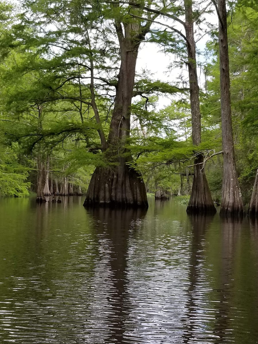Spring Bayou State Wildlife Management Area
