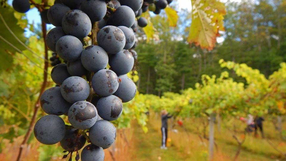 Mountain View Vineyard, Winery, Brewery & Distillery