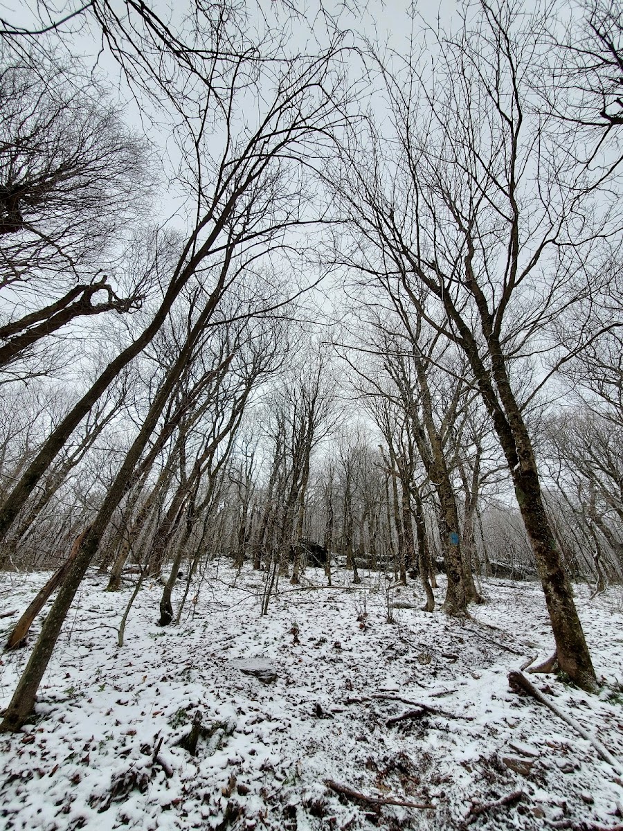 Bearpen Mountain